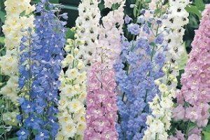 کاشت گل زبان در قفا-زبان پس قفا(Delphinium) 