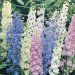 کاشت گل زبان در قفا-زبان پس قفا(Delphinium) 