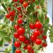 پرورش گوجه فرنگی گیلاسی در گلدان