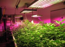 راهنمای نور برای رشد گیاهان آپارتمانی