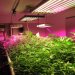 راهنمای نور برای رشد گیاهان آپارتمانی