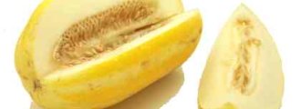 کاشت خربزه