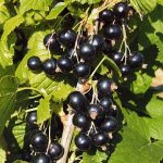 آموزش کاشت انگور فرنگی سیاه