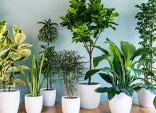 گیاهان آپارتمانی مقاوم به کم نوری