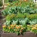 کاشت سبزیجات در نزدیکی کلم بروکلی