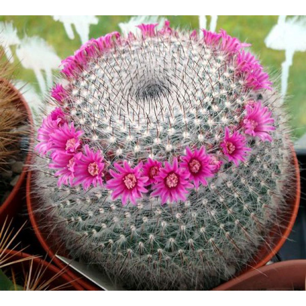 بذر کاکتوس Mammillaria hahniana بذر کاکتوس Mammillaria hahniana