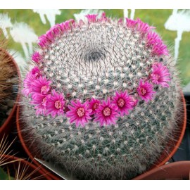 بذر کاکتوس Mammillaria hahniana