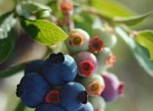 جدا کردن قلمه از بوته بلوبری و کاشت آن
