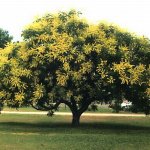 کاشت درخت باران طلایی