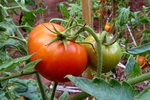آموزش کاشت گوجه‌فرنگی