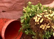 کاشت بادام زمینی در گلدان