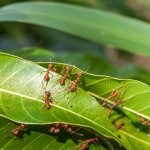 از بین بردن مورچه در خاک باغچه