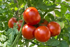 میانگین برداشت گوجه‌فرنگی