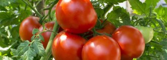 میانگین برداشت گوجه‌فرنگی