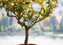 کاشت درخت لیمو در گلدان