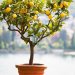 کاشت درخت لیمو در گلدان