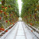 میانگین برداشت گوجه فرنگی در کشت هیدروپونیک