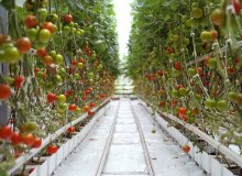 میانگین برداشت گوجه فرنگی در کشت هیدروپونیک