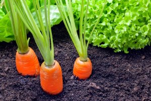 مشکلات رایج در کاشت هویج