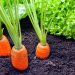 مشکلات رایج در کاشت هویج