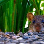 از بین بردن موش‌های باغ با روش ارگانیک