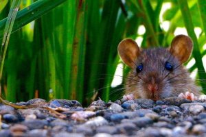 از بین بردن موش‌های باغ با روش ارگانیک