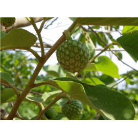 بذر درخت کاستارد اپل آفریقایی