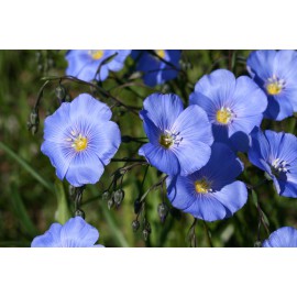 بذر گل فلکس یا کتان بذر گل فلکس یا کتان