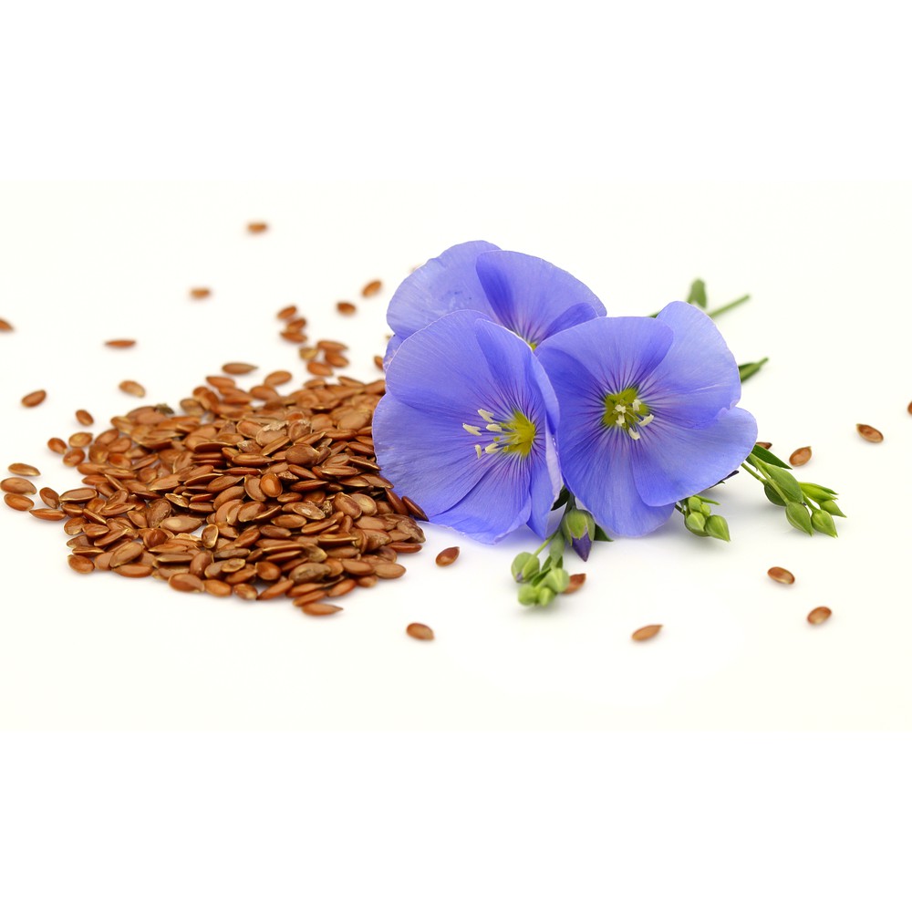 بذر گل فلکس یا کتان بذر گل فلکس یا کتان