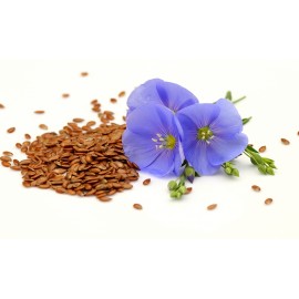 بذر گل فلکس یا کتان