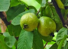 خواص دارویی برگ‌ گواوا