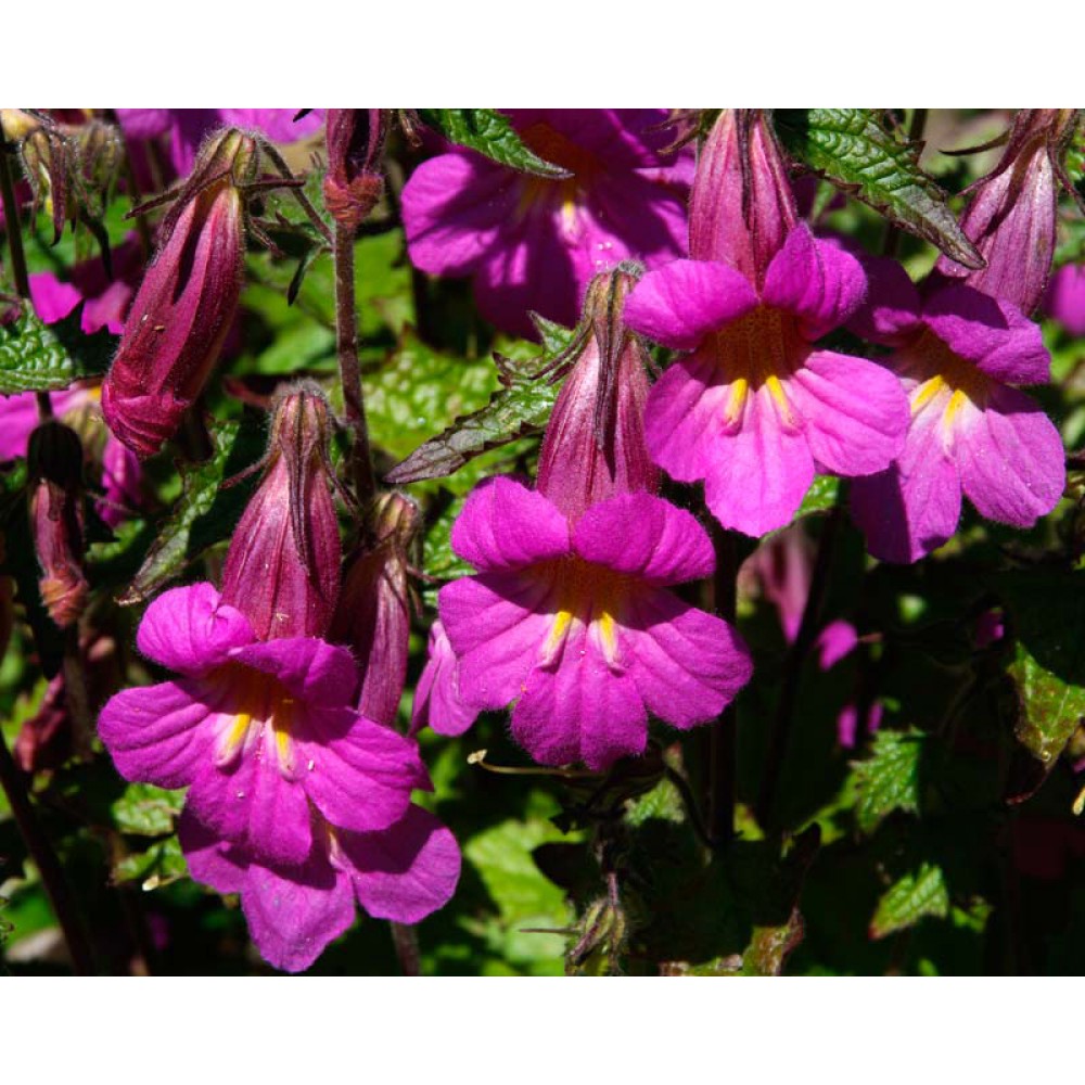 بذر گل انگشت دانه بذر گل انگشت دانه