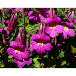 بذر گل انگشت دانه