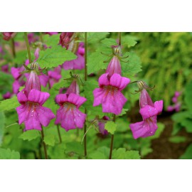 بذر گل انگشت دانه بذر گل انگشت دانه