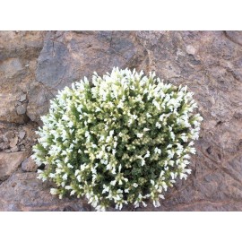 بذر زرین گیاه