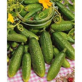 بذر خیار هوکوس