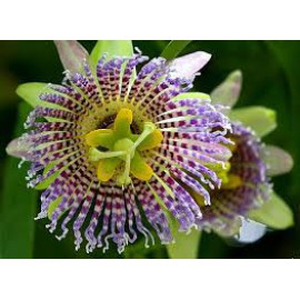 بذر پشن فروت گراندیلا بذر پشن فروت گراندیلا