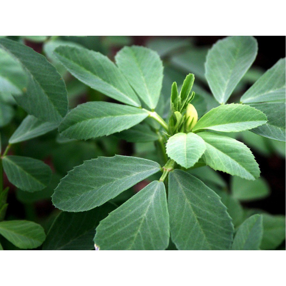 بذر شنبلیله بذر شنبلیله