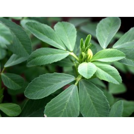 بذر شنبلیله