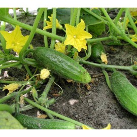 بذر خیار هوکوس بذر خیار هوکوس