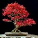 چگونگی درست کردن درخت بونسای افرای ژاپنی