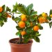کاشت دانه پرتقال در گلدان