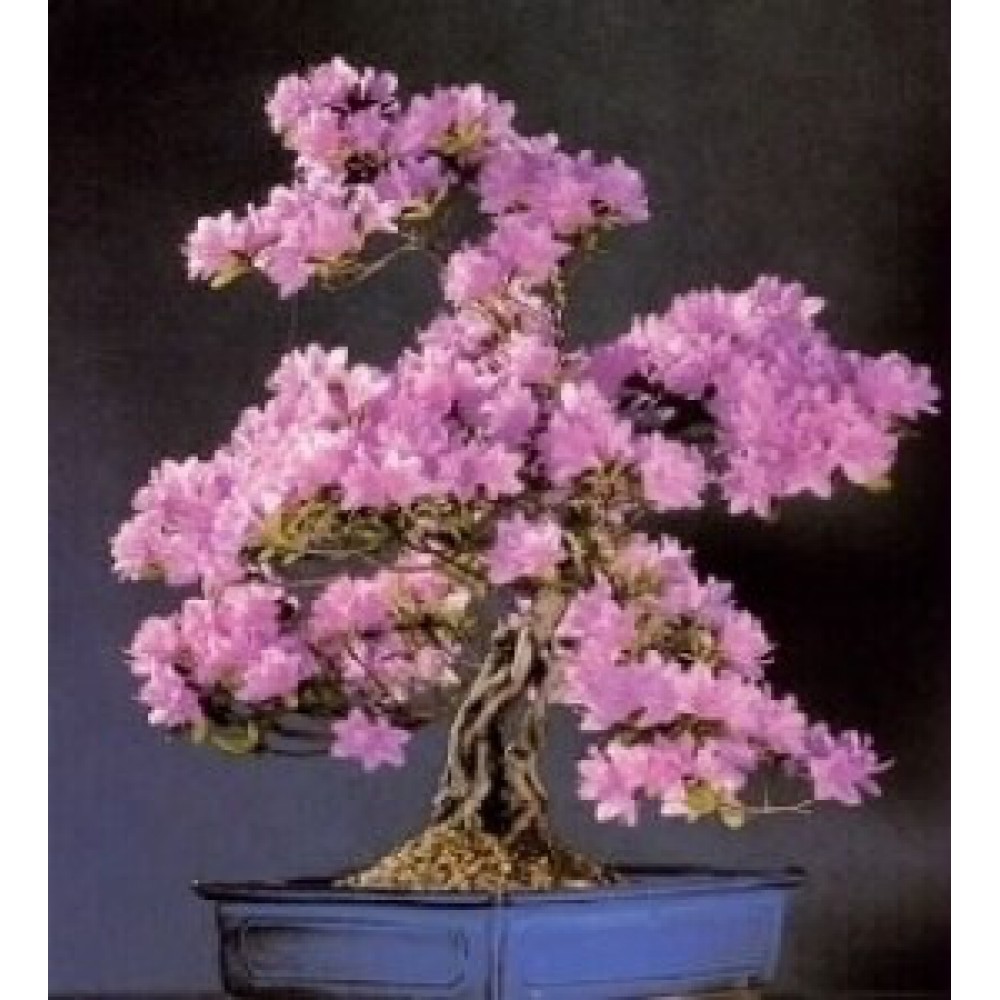 بذر درخت ارغوان بذر درخت ارغوان