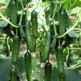بذر خیار BARRACUDA F1