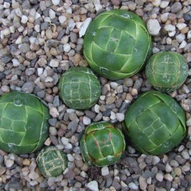 بذر کراسولا کلومناریس بذر کراسولا کلومناریس