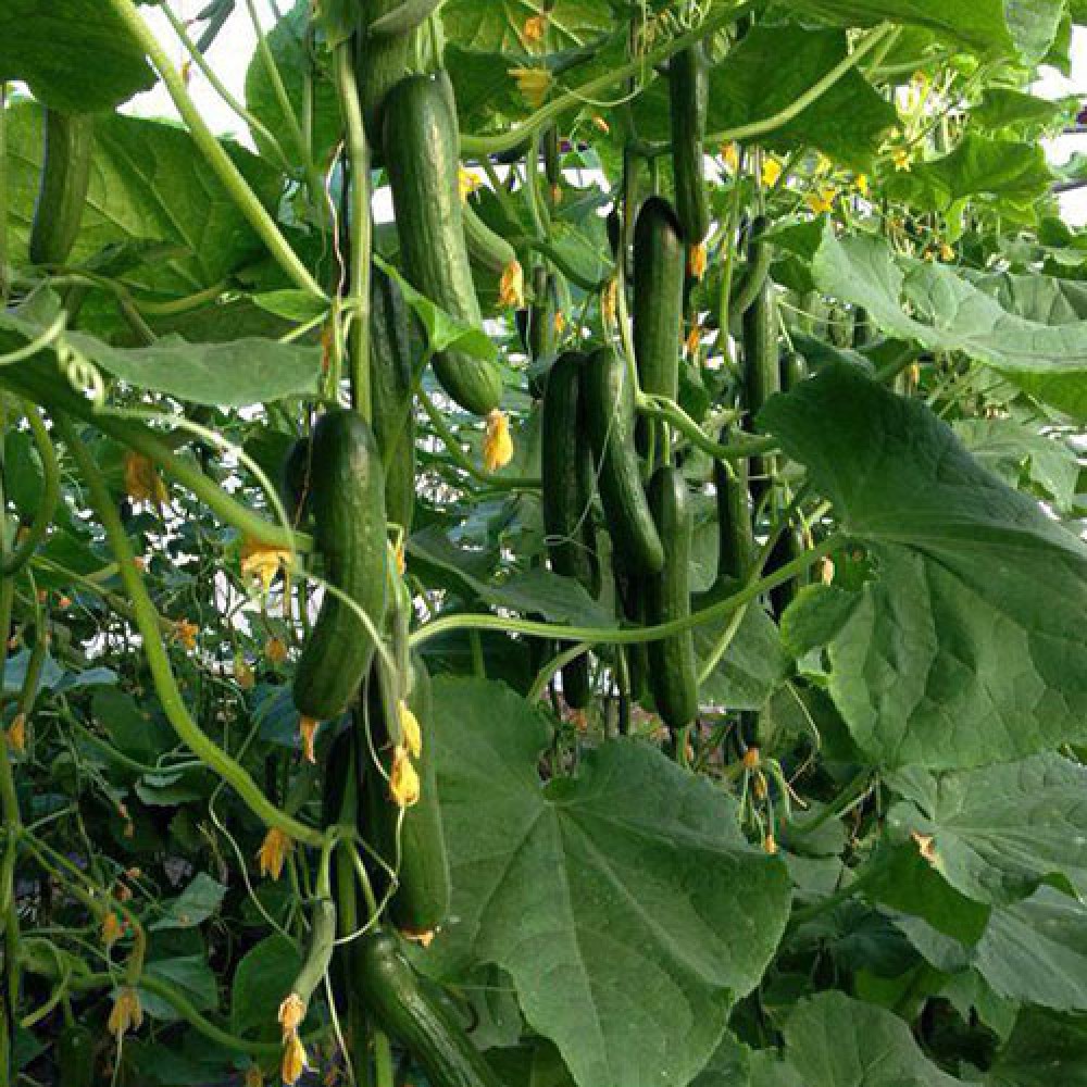 بذر خیار PS-64 F1 بذر خیار PS-64 F1