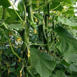 بذر خیار PS-64 F1 بذر خیار PS-64 F1