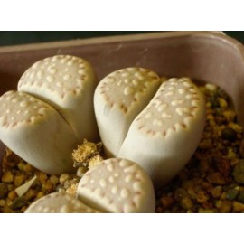 بذر گیاه سنگی فولری بذر گیاه سنگی فولری