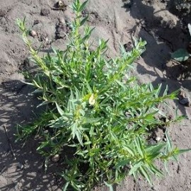 بذر آویشن دنایی