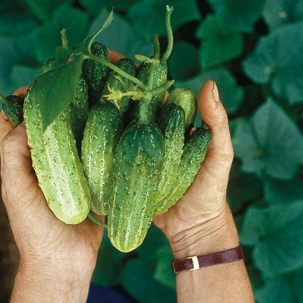 بذر خیار ترشی شمالی ارگانیک